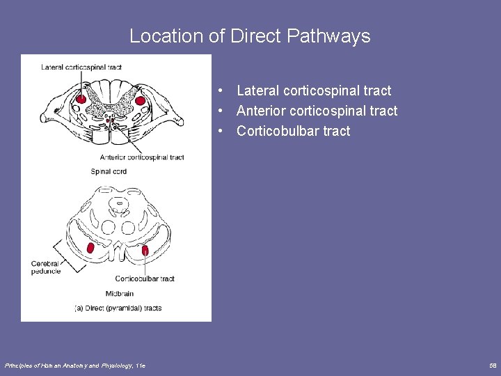 Location of Direct Pathways • Lateral corticospinal tract • Anterior corticospinal tract • Corticobulbar