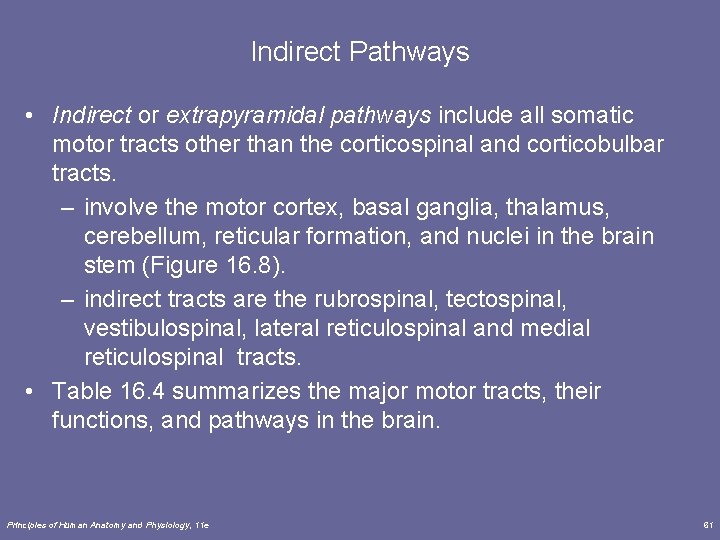 Indirect Pathways • Indirect or extrapyramidal pathways include all somatic motor tracts other than