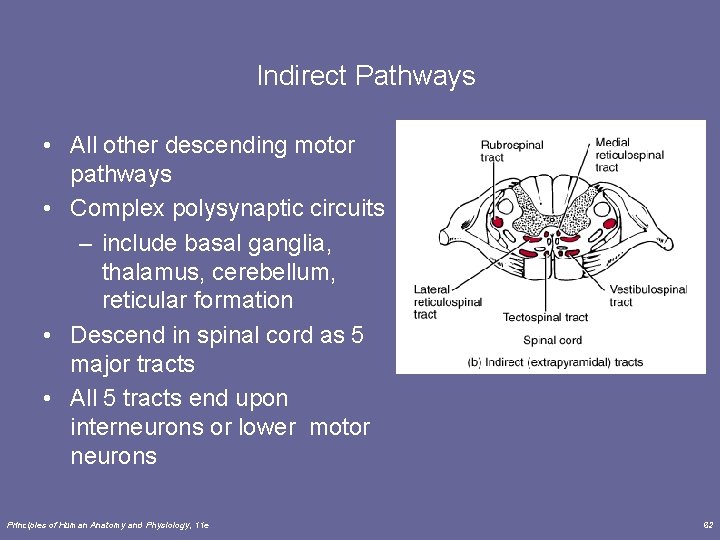 Indirect Pathways • All other descending motor pathways • Complex polysynaptic circuits – include