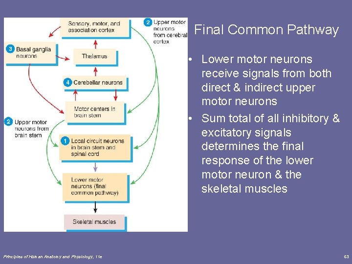 Final Common Pathway • Lower motor neurons receive signals from both direct & indirect