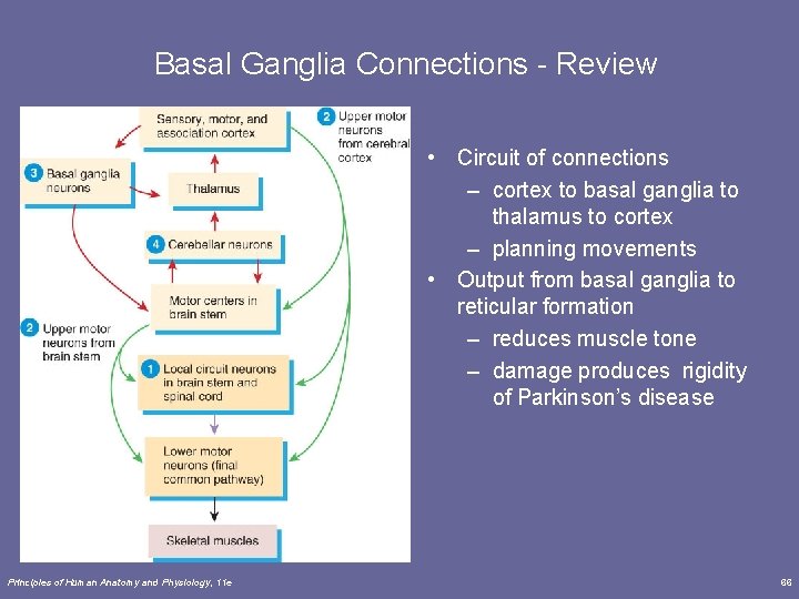Basal Ganglia Connections - Review • Circuit of connections – cortex to basal ganglia