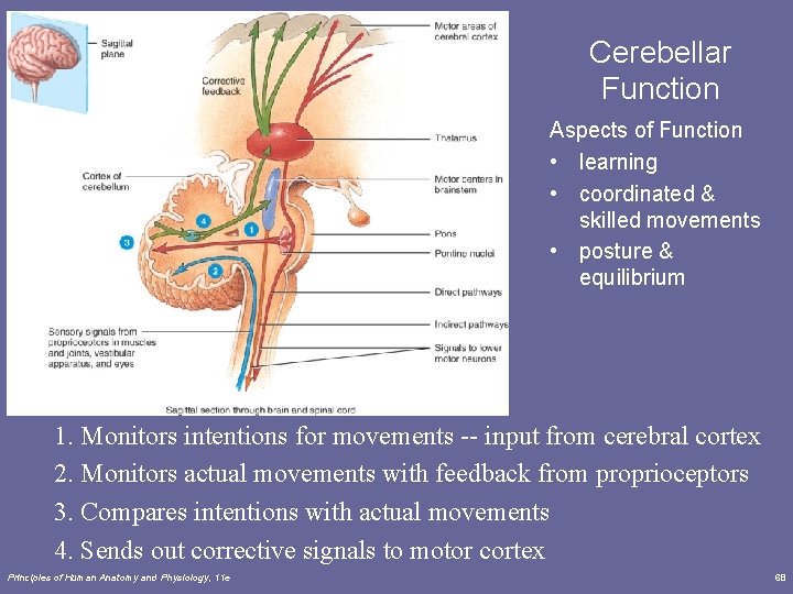 Cerebellar Function Aspects of Function • learning • coordinated & skilled movements • posture