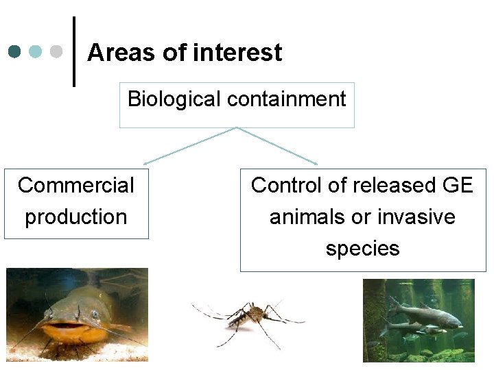 Areas of interest Biological containment Commercial production Control of released GE animals or invasive