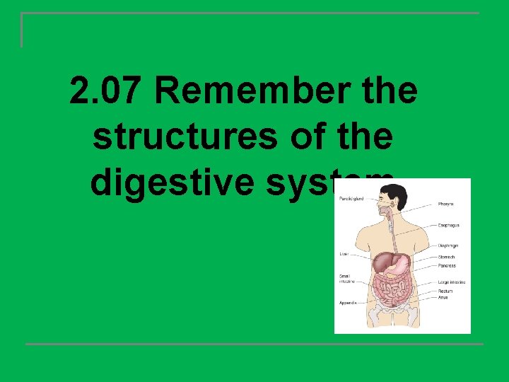2. 07 Remember the structures of the digestive system 