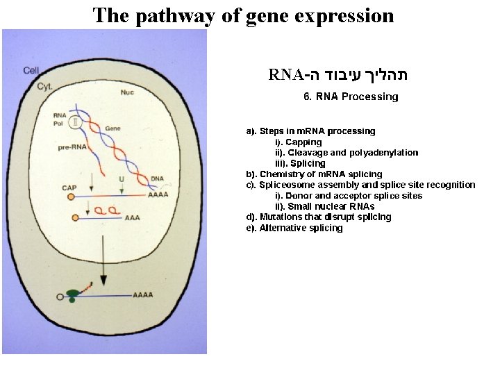 The pathway of gene expression RNA- תהליך עיבוד ה 