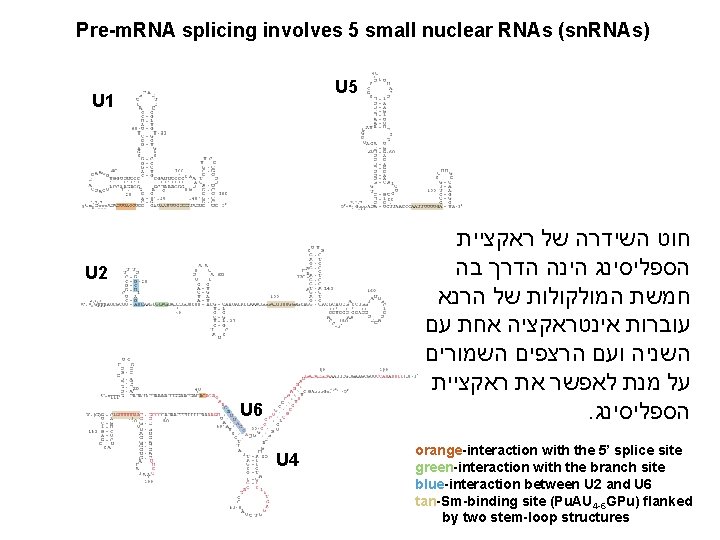 Pre-m. RNA splicing involves 5 small nuclear RNAs (sn. RNAs) U 5 U 1