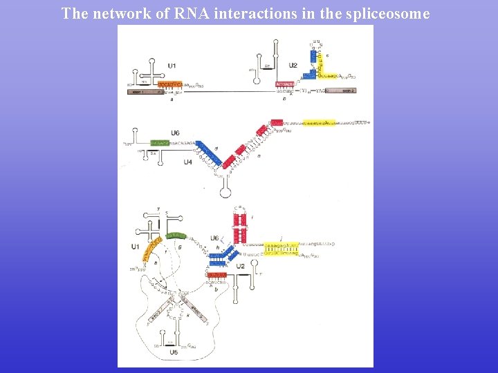 The network of RNA interactions in the spliceosome 