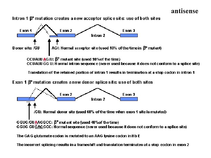 antisense 