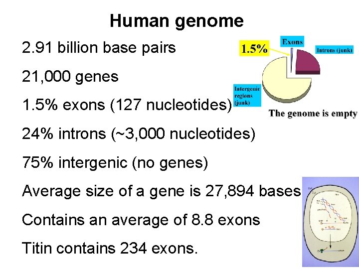 Human genome 2. 91 billion base pairs 21, 000 genes 1. 5% exons (127