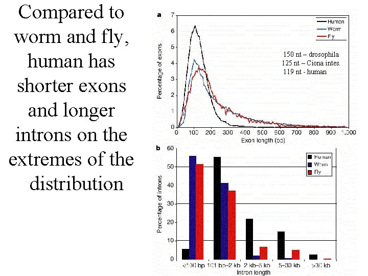 Compared to worm and fly, human has shorter exons and longer introns on the