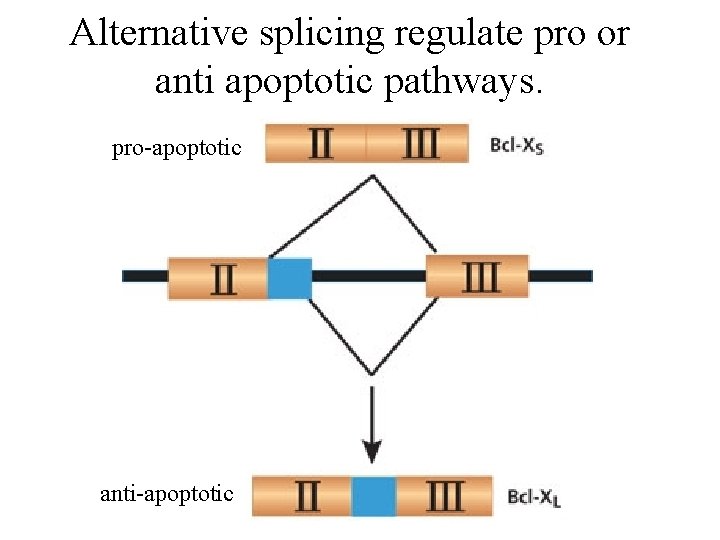 Alternative splicing regulate pro or anti apoptotic pathways. pro-apoptotic anti-apoptotic 