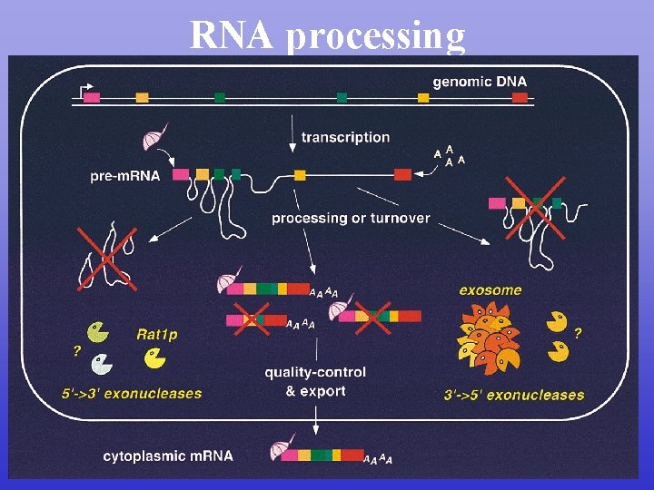 RNA processing 