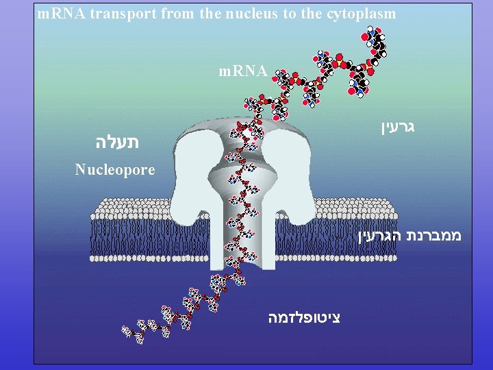 m. RNA transport from the nucleus to the cytoplasm m. RNA גרעין תעלה Nucleopore