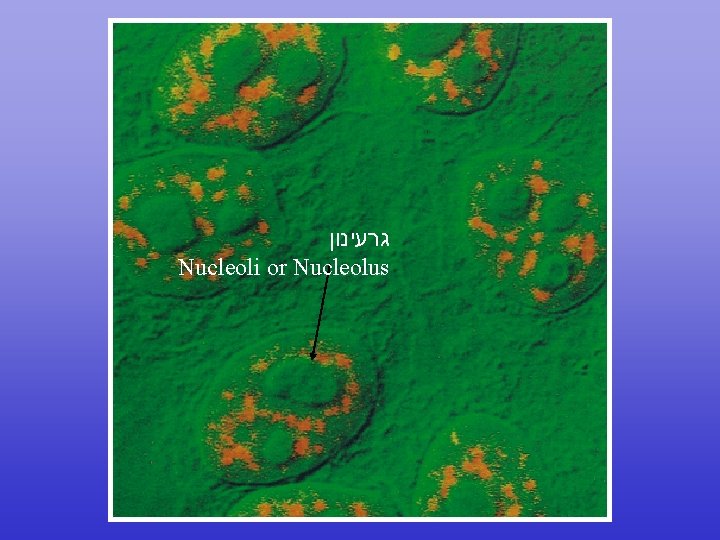  גרעינון Nucleoli or Nucleolus 