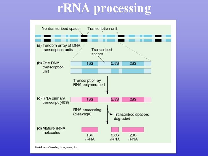 r. RNA processing 