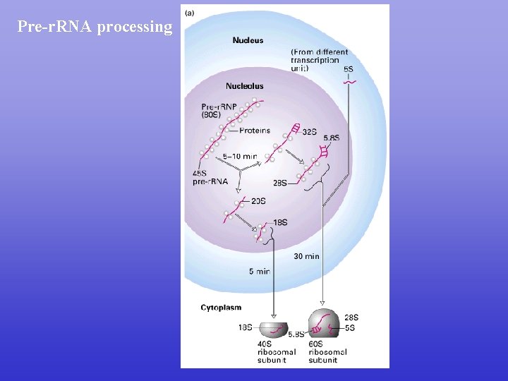 Pre-r. RNA processing 