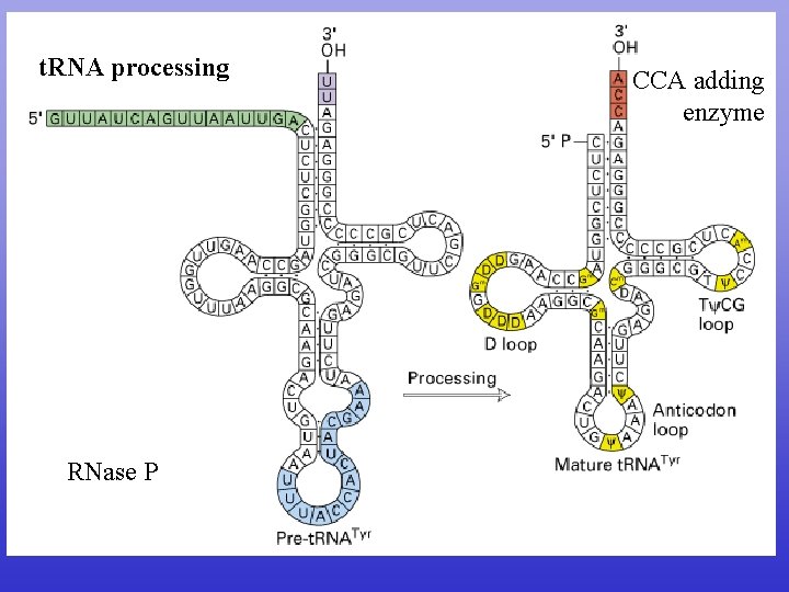 t. RNA processing RNase P CCA adding enzyme 