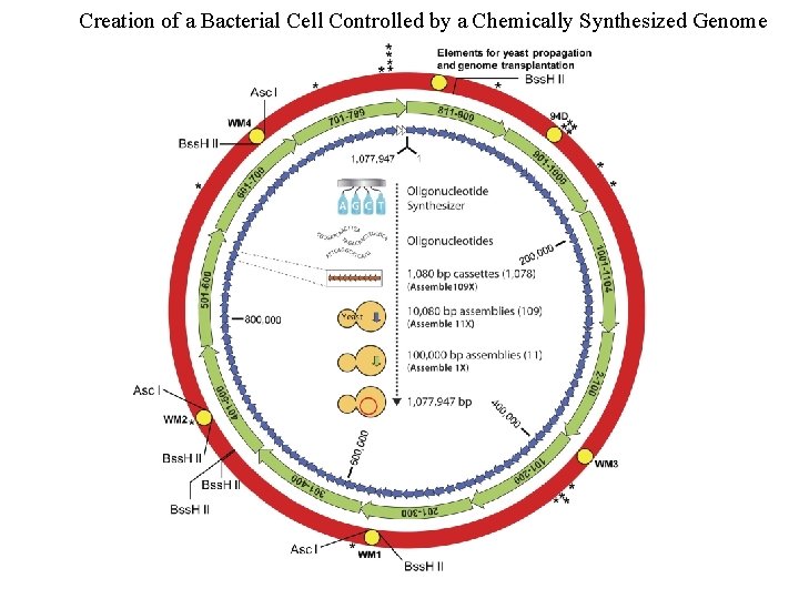 Creation of a Bacterial Cell Controlled by a Chemically Synthesized Genome 