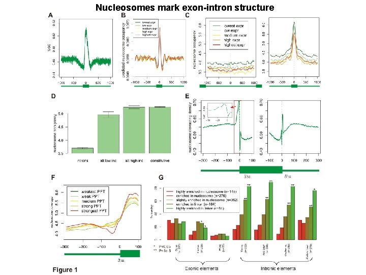 Nucleosomes mark exon-intron structure 