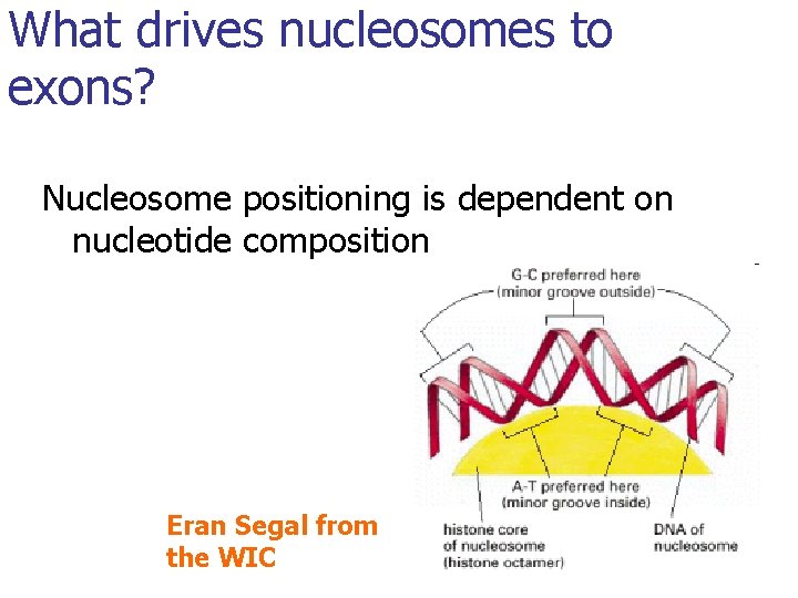 What drives nucleosomes to exons? Nucleosome positioning is dependent on nucleotide composition Eran Segal