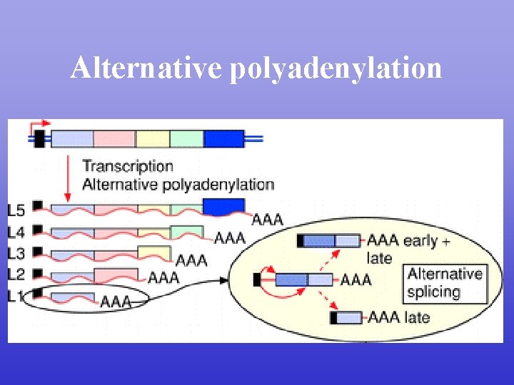 Alternative polyadenylation 