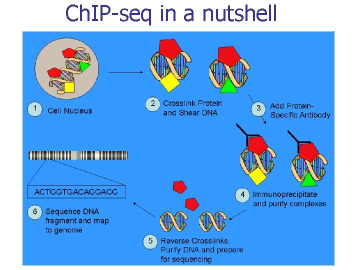 Ch. IP-seq in a nutshell 