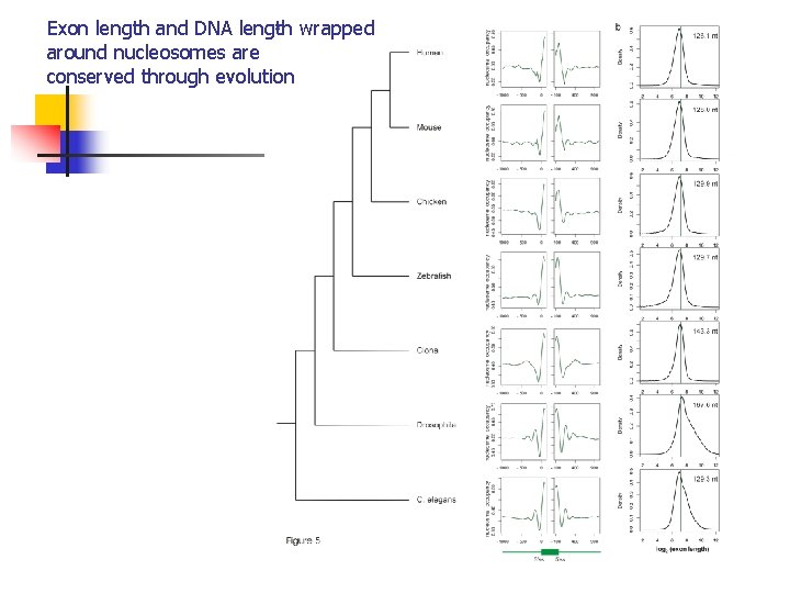 Exon length and DNA length wrapped around nucleosomes are conserved through evolution 