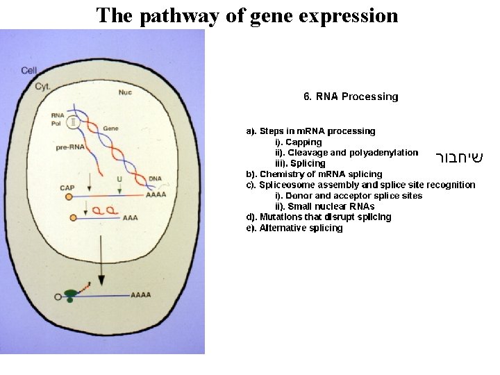 The pathway of gene expression שיחבור 