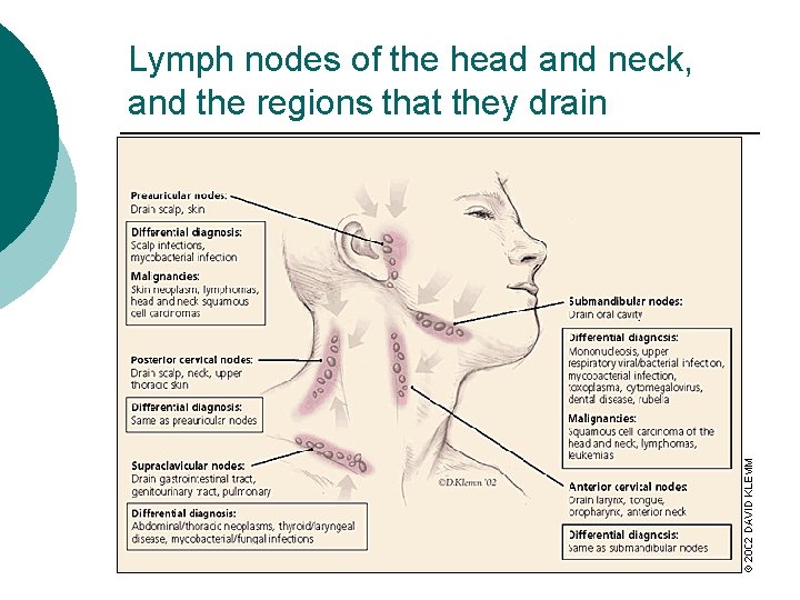 Lymph nodes of the head and neck, and the regions that they drain 