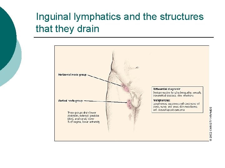 Inguinal lymphatics and the structures that they drain 