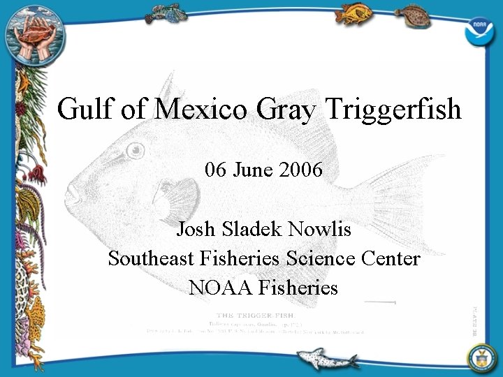 Gulf of Mexico Gray Triggerfish 06 June 2006 Josh Sladek Nowlis Southeast Fisheries Science