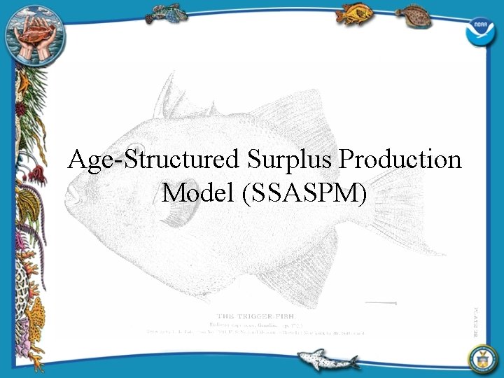 Age-Structured Surplus Production Model (SSASPM) 