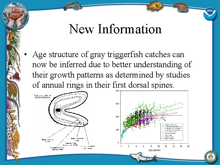 New Information • Age structure of gray triggerfish catches can now be inferred due