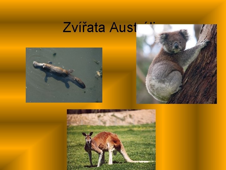 Zvířata Austrálie 