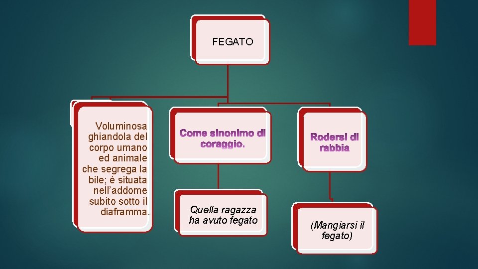 FEGATO Voluminosa ghiandola del corpo umano ed animale che segrega la bile; è situata