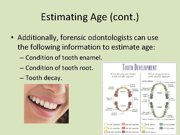 Estimating Age (cont. ) • Additionally, forensic odontologists can use the following information to Estimating Age (cont. ) • Additionally, forensic odontologists can use the following information to