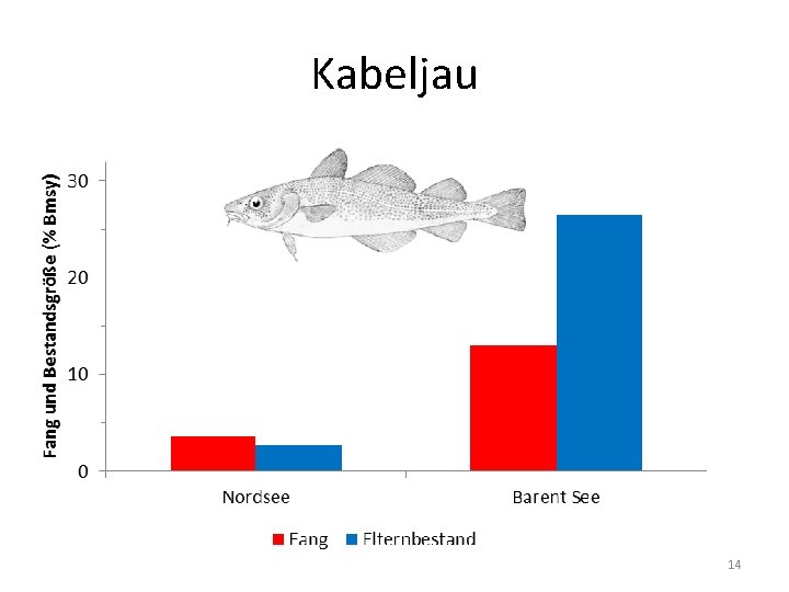 Kabeljau 14 