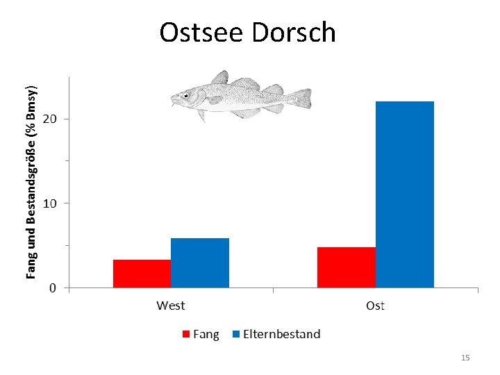 Ostsee Dorsch 15 