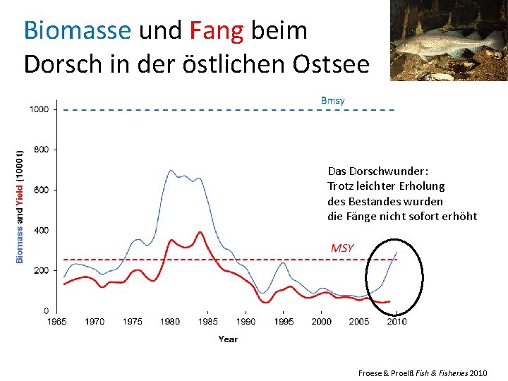 Biomasse und Fang beim Dorsch in der östlichen Ostsee Das Dorschwunder: Trotz leichter Erholung