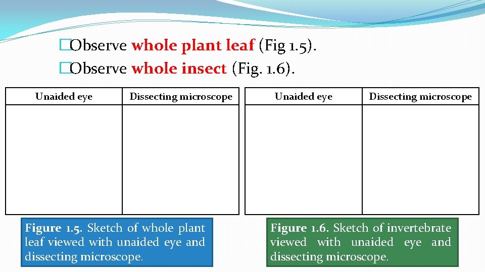�Observe whole plant leaf (Fig 1. 5). �Observe whole insect (Fig. 1. 6). Unaided