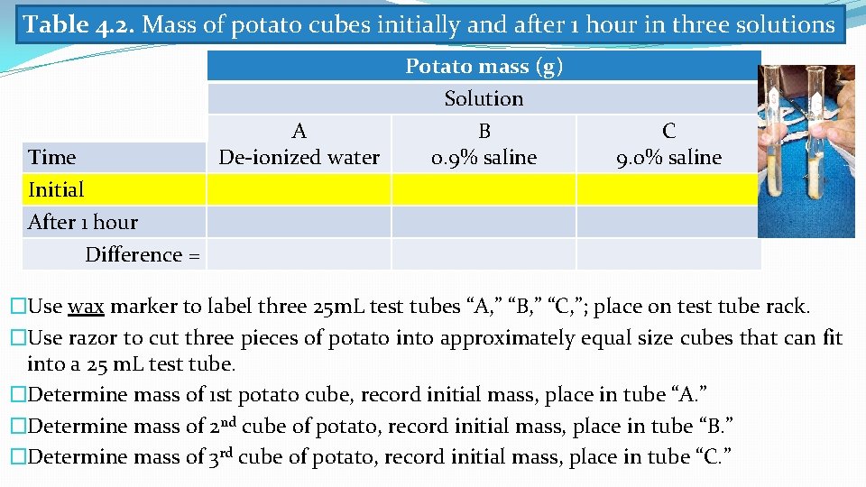 Table 4. 2. Mass of potato cubes initially and after 1 hour in three