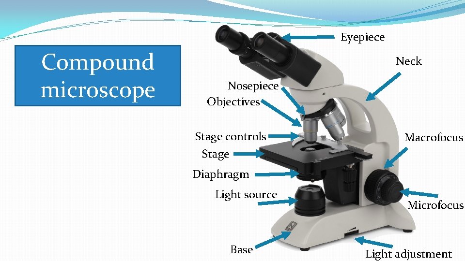 Eyepiece Compound microscope Neck Nosepiece Objectives Stage controls Macrofocus Stage Diaphragm Light source Base