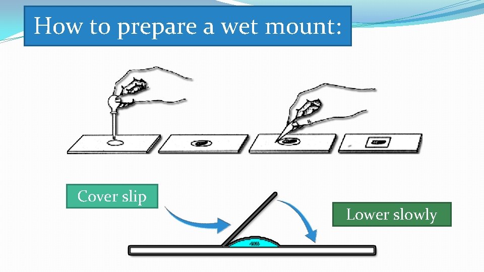 How to prepare a wet mount: Cover slip Lower slowly 