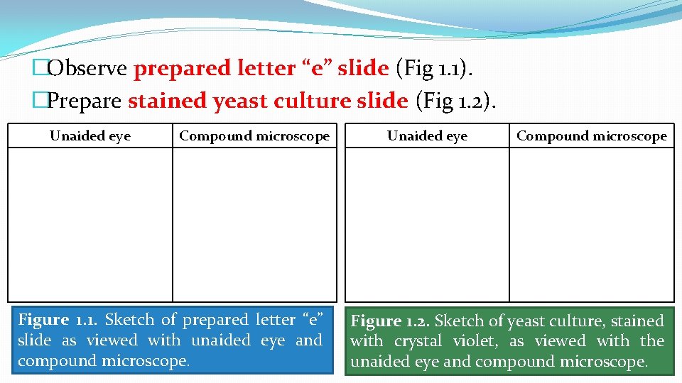 �Observe prepared letter “e” slide (Fig 1. 1). �Prepare stained yeast culture slide (Fig
