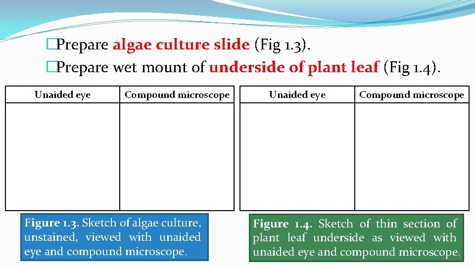 �Prepare algae culture slide (Fig 1. 3). �Prepare wet mount of underside of plant