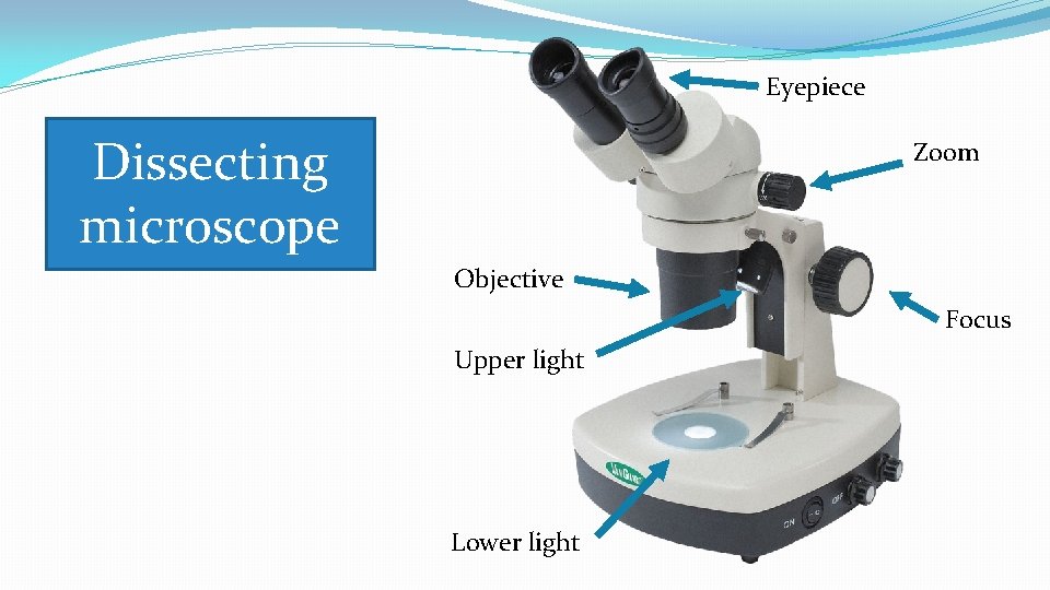 Eyepiece Dissecting microscope Zoom Objective Focus Upper light Lower light 