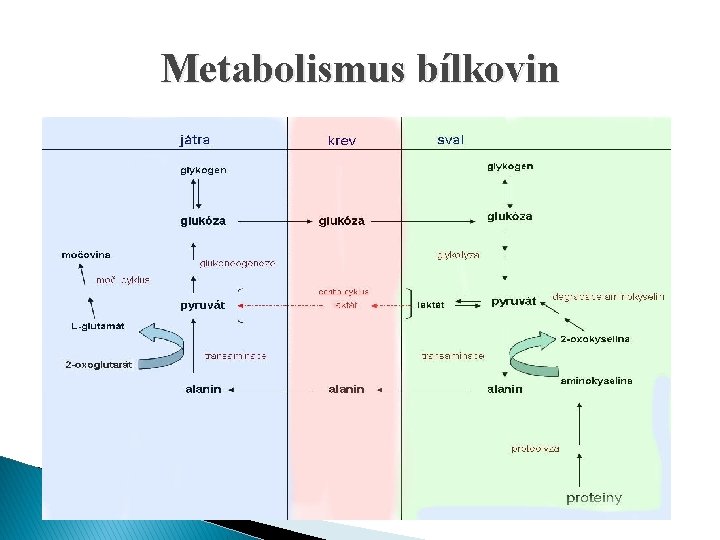 Metabolismus bílkovin 