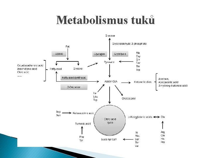 Metabolismus tuků 