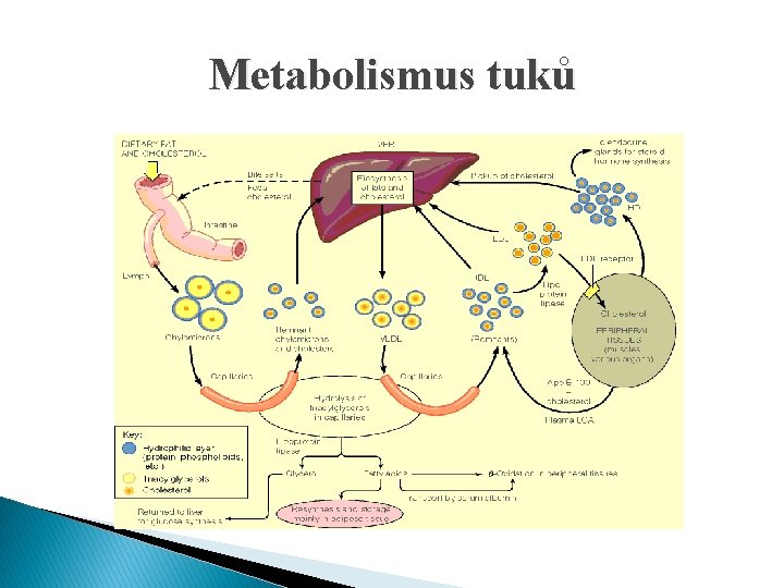 Metabolismus tuků 