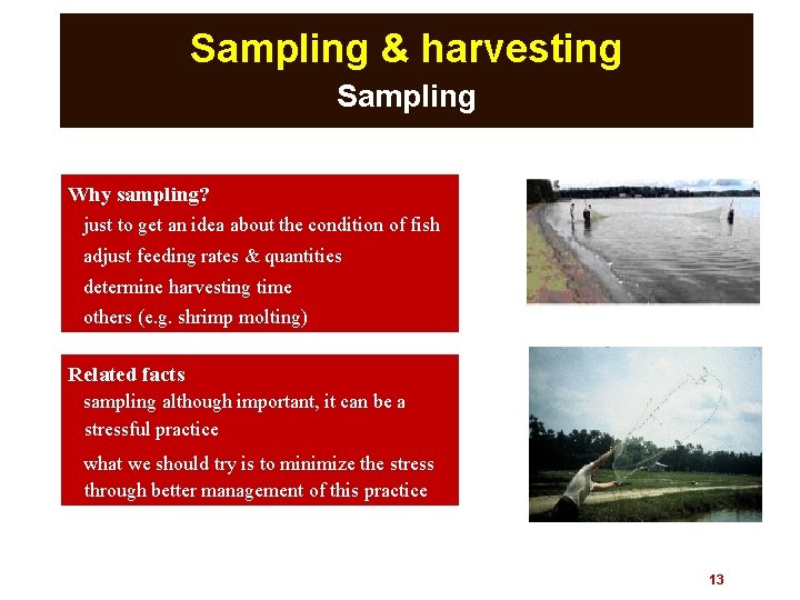 Sampling & harvesting Sampling Why sampling? just to get an idea about the condition